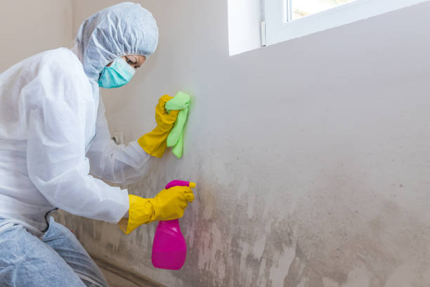 Best Industrial Mold Remediation in Hector, MN