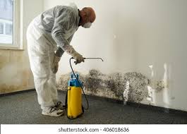 Best Mold Damage Restoration in Hector, MN